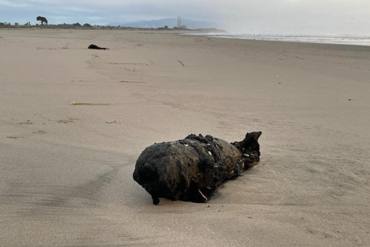 california waves revealed this old bomb