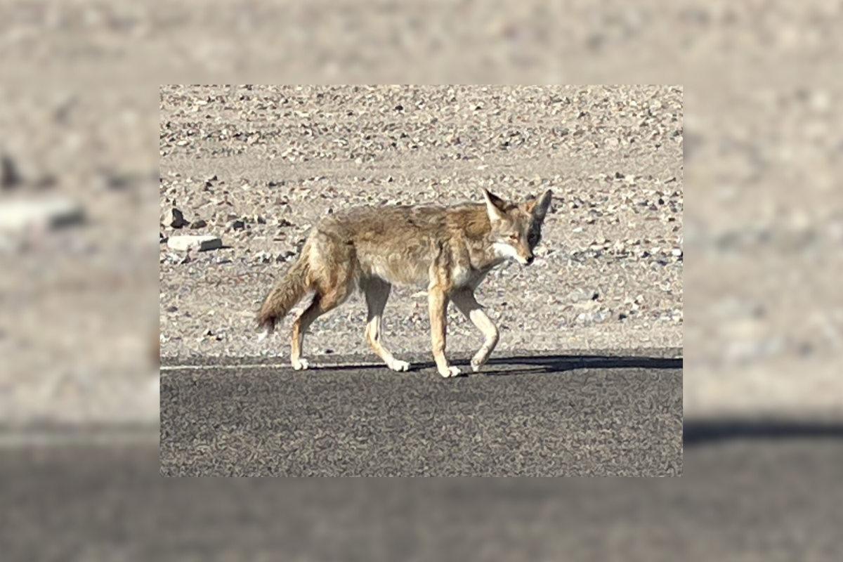 death valley coyote killed