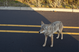 coyotes in national parks