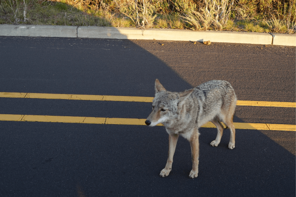 coyotes in national parks