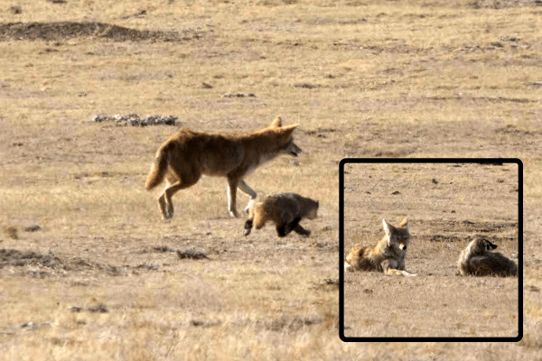 coyote and badger hunt together
