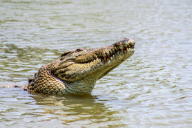 crocodile diver