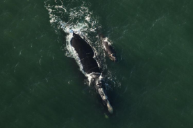 endangered right whale