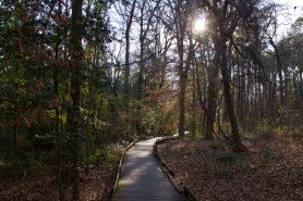 explore-congaree-national-parks-rich-history