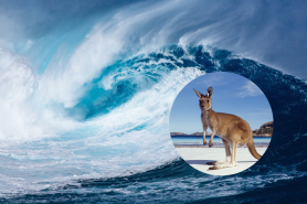 surfer rescues kangaroo