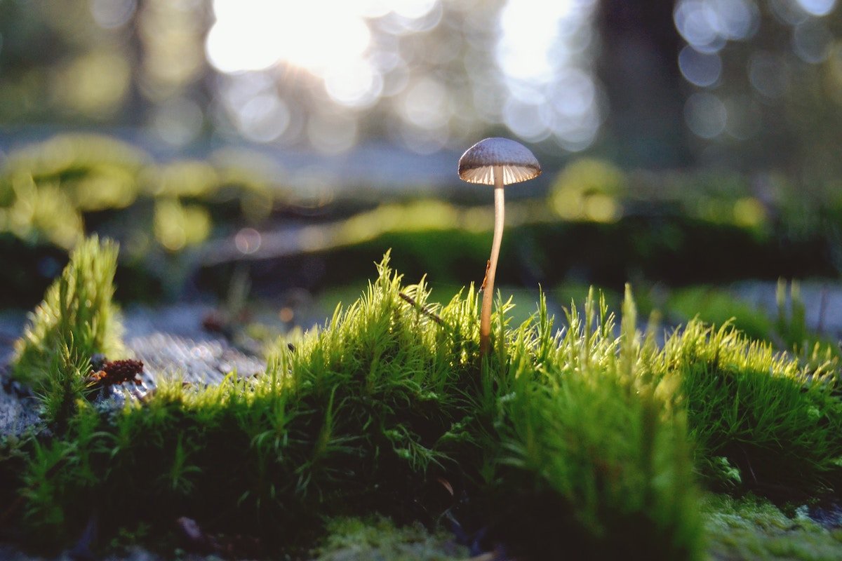 fungi and planet earth
