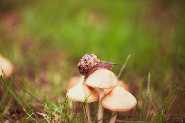 mushrooms and slug