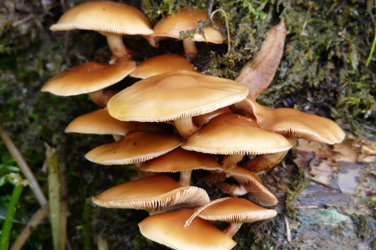 mushrooms-to-forage-in-january