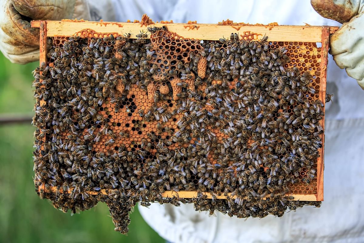 beekeeping-for-beginners
