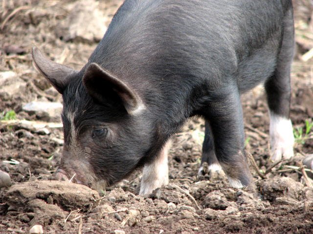 pig foraging for fungi