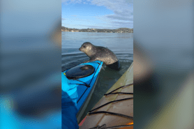 habor seal kayak