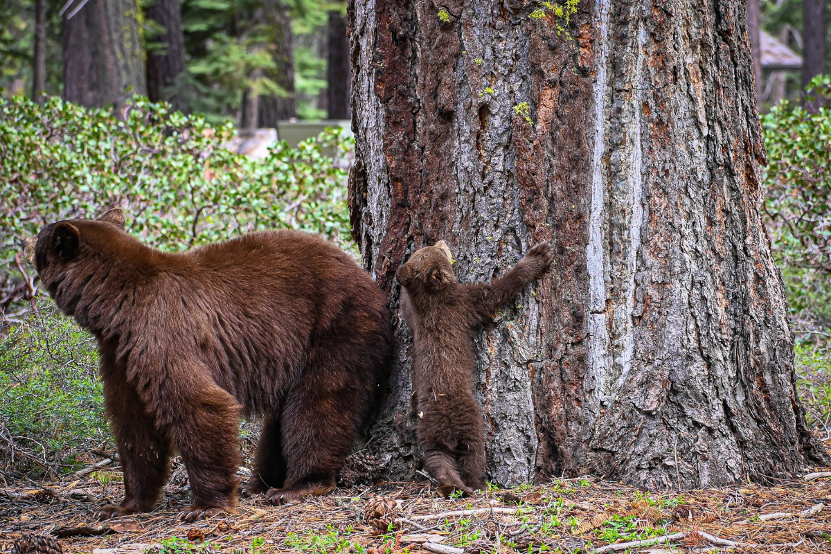 tahoe bears