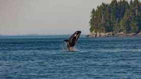 killer whale leaping