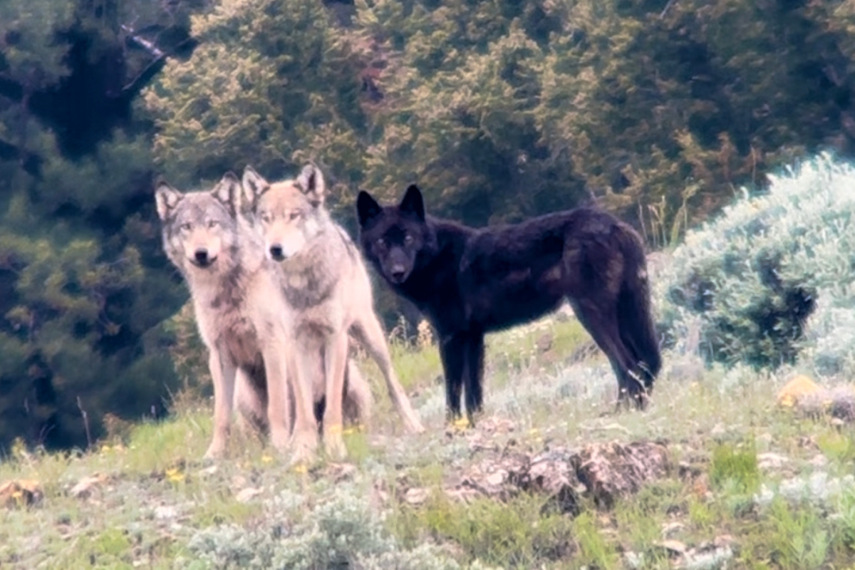 national park wolves