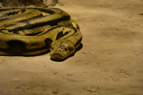 26 foot anaconda