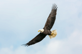 USFWS are investigating a bald eagle shooting in Delaware.