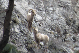 California officials need help counting bighorn sheep