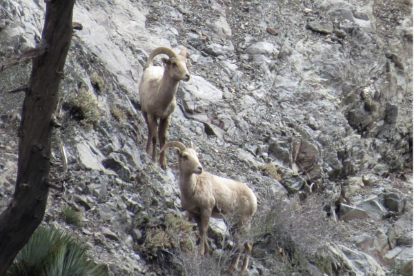 California officials need help counting bighorn sheep
