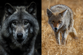 difference between coyotes and wolves