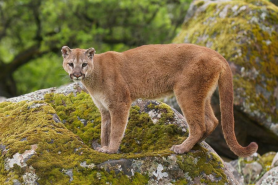 An animal similar to the euthanized mountain lion in Colorado.