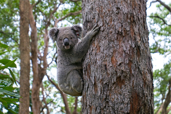 A video shows a grieving koala.