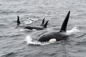 Orcas like the ones seen by kayakers