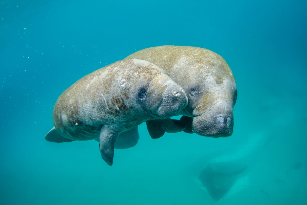 The manatee migration is about to begin.