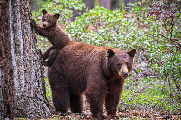 Wildlife officials are trying to stop misinformation about bears.