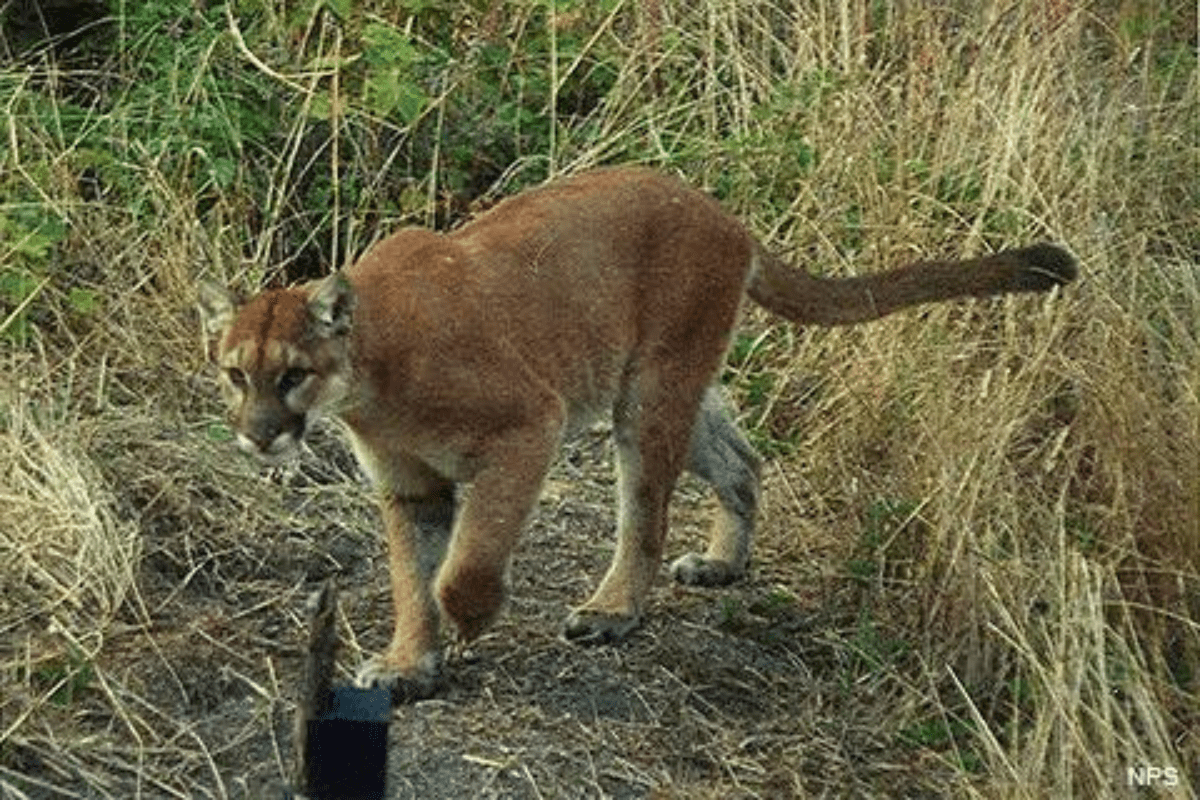 Watch How Fast a Mountain Lion Can Run, As This Cougar Speeds Down a Highway