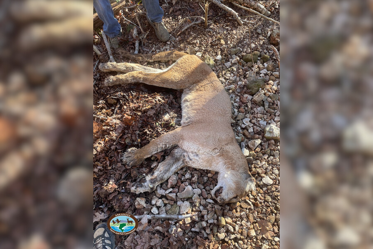 For the First Time in Nearly A Decade, Wildlife Officials Found the Remains of a Mountain Lion in Arkansas