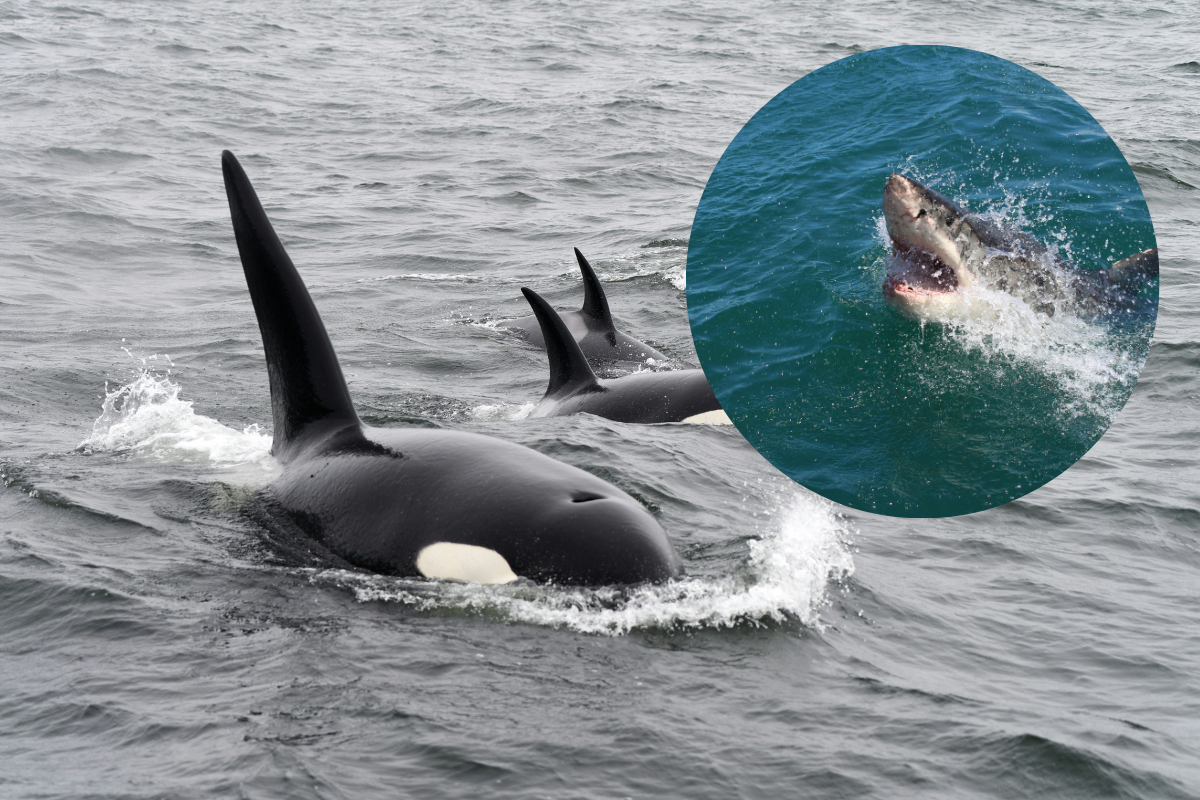 do orcas hunt great white sharks?