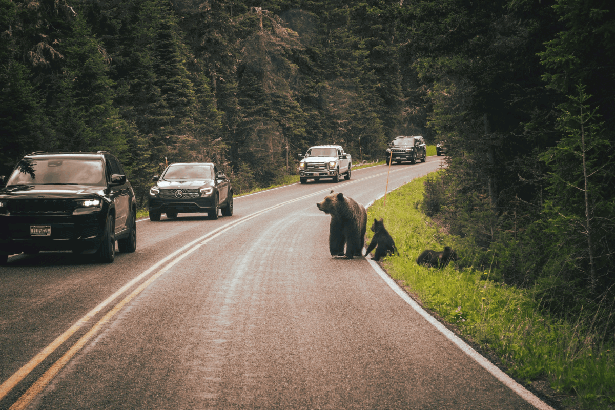 record number outdoors in places like Yellowstone.