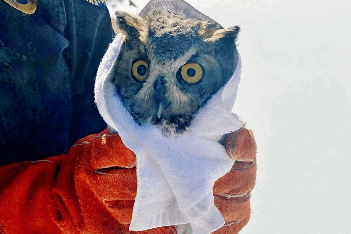 Watch Colorado Wildlife Officials Rescue a Great Horned Owl