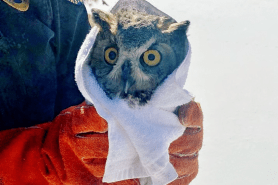 The rescued owl from Colorado Parks and Wildlife.