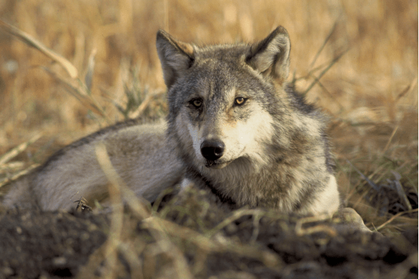 A gray wolf like those that were killed in Oregon