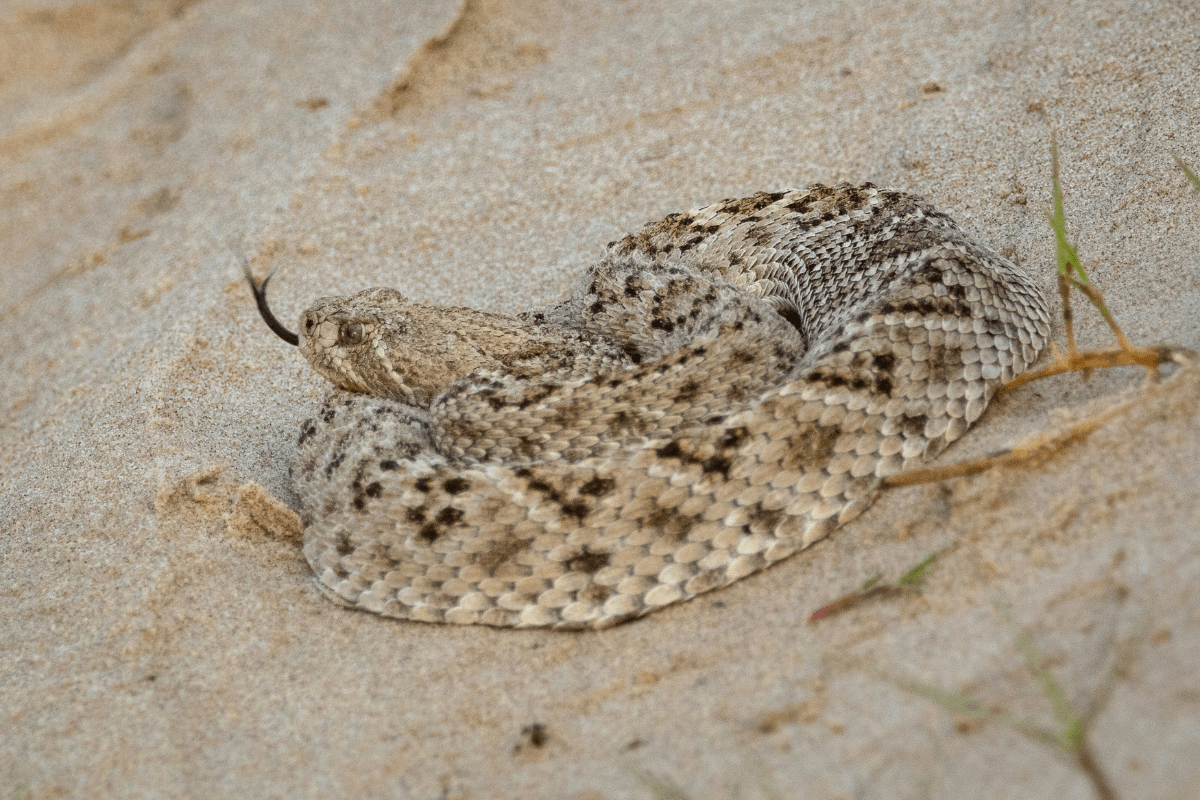 A snake similar to the snake in shoes.