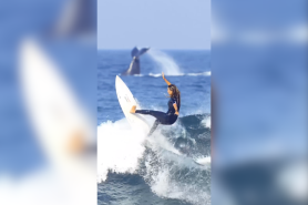 surfer whale video still