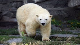 wildlife-photographer-sleeping-polar-bear-ice-bed