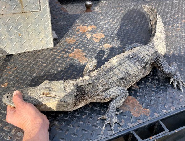 gator in Tennessee