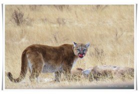 mountain lion vs. coyotes
