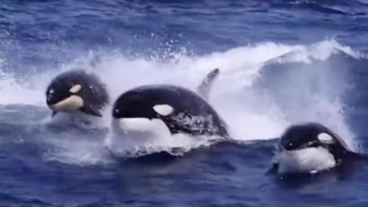 orcas fight sperm whales