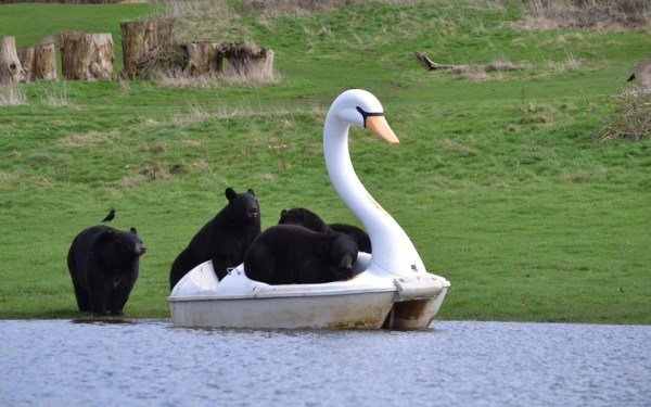 bears in swan boat