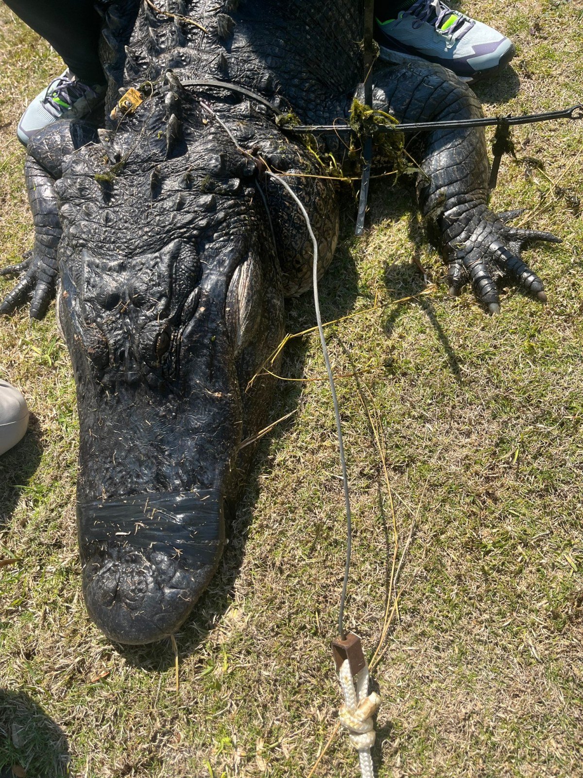 king arthur alligator