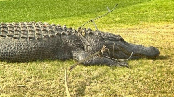 king arthur alligator