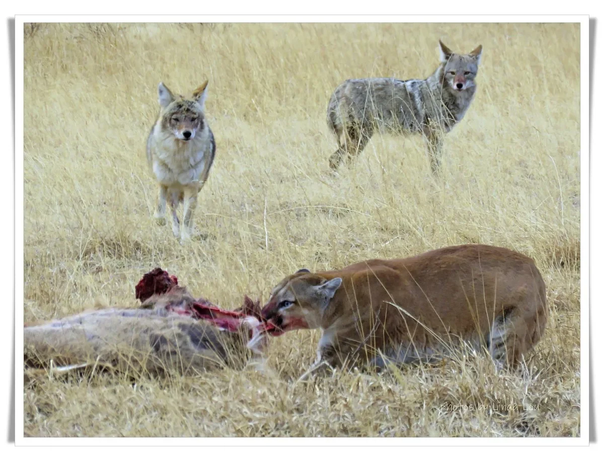 mountain lion vs. coyotes