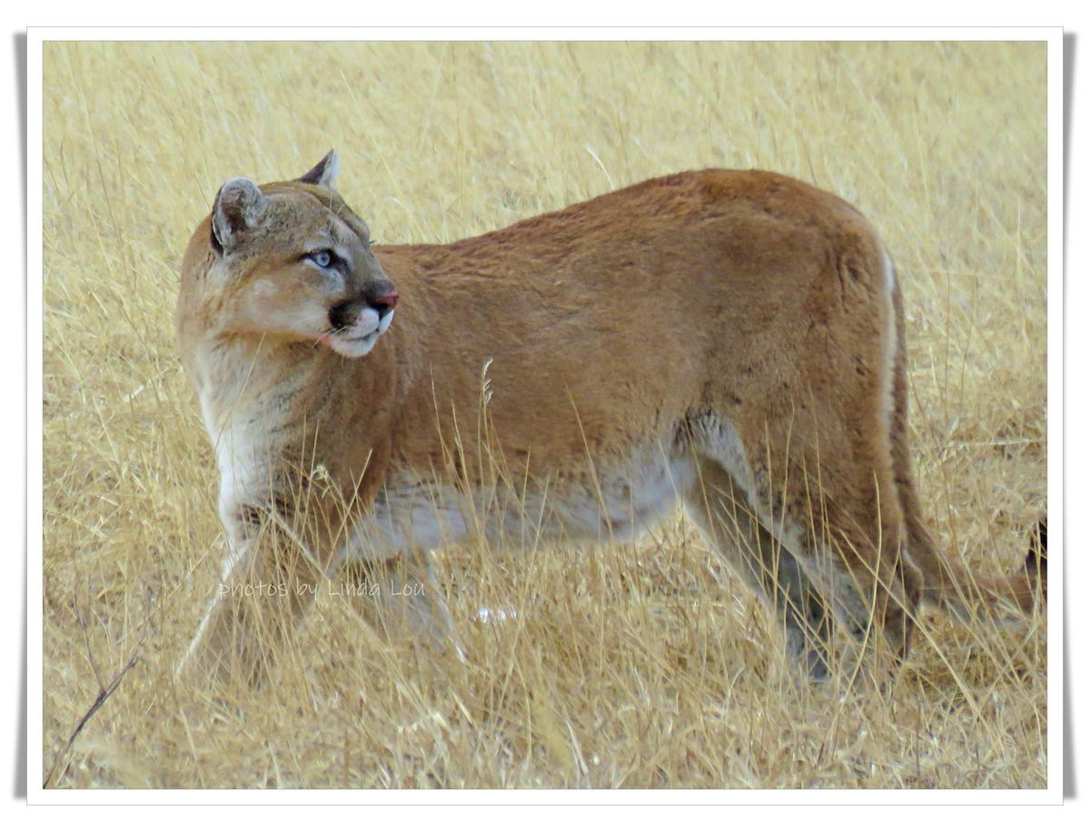 Mountain Lion vs. Coyotes: 'Straight out of National Geographic'