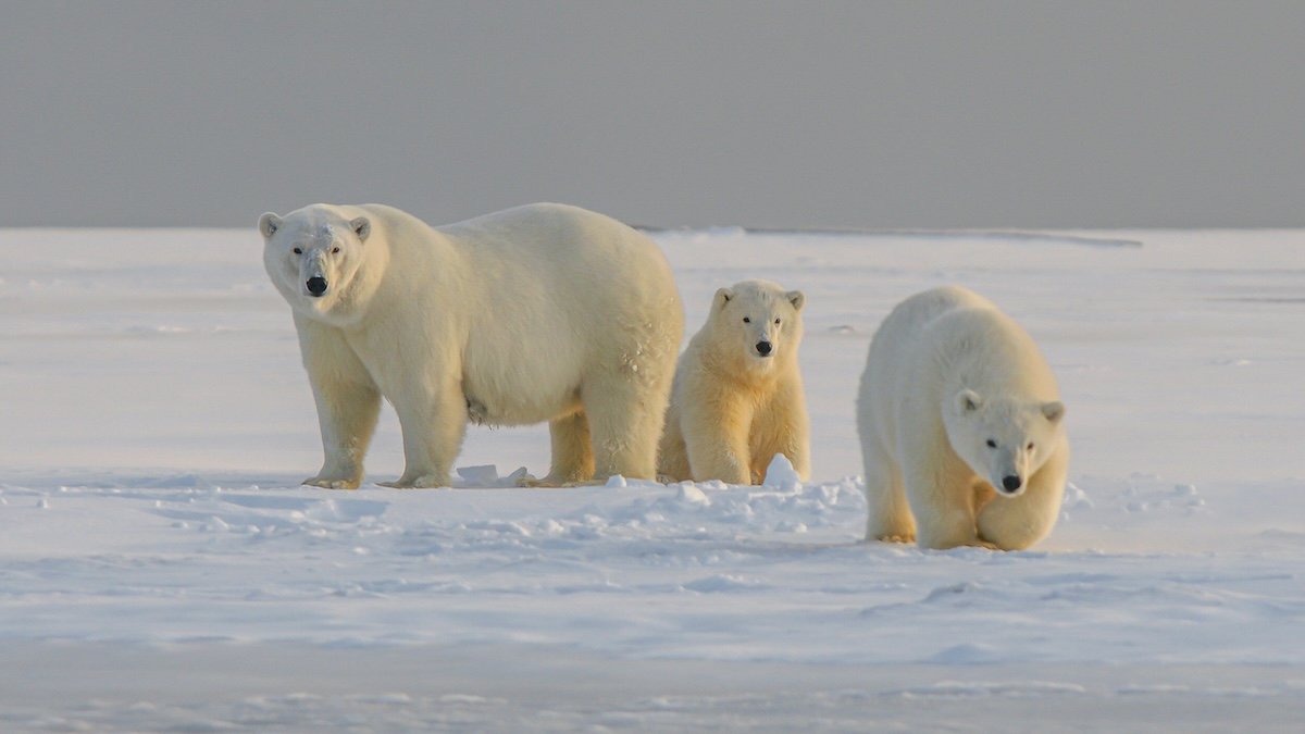 Court Says Oil Companies Cannot Harass Polar Bears