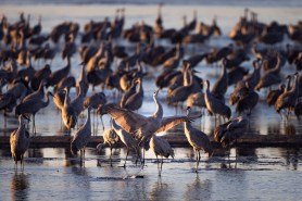 sandhill-cranes-are-descending-on-nebraska