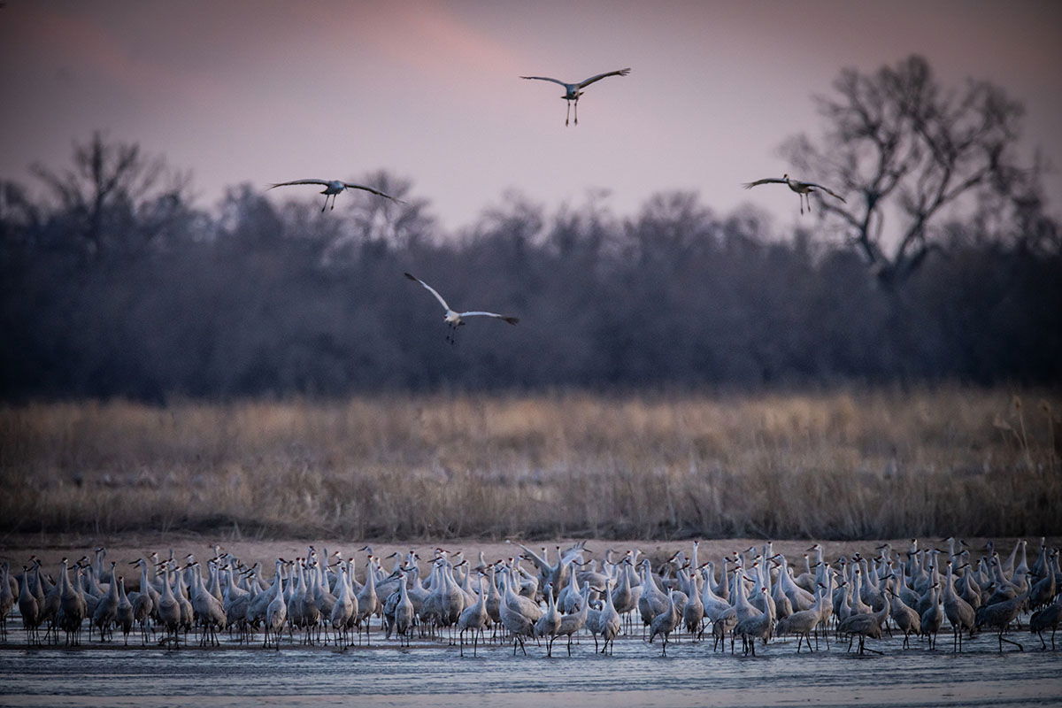 Over a Million Sandhill Cranes Are Descending on Nebraska—Here’s How to ...