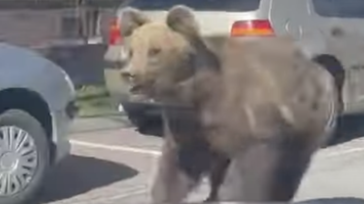 Sledujte: Medveď hnedý zaútočil na slovenské mesto